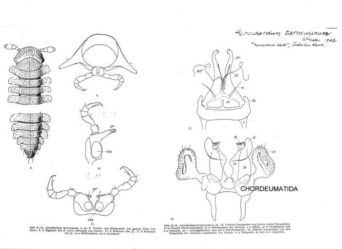 Acrochordum tarnowanum