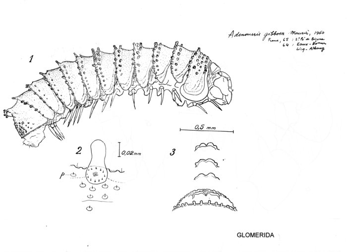 Adenomeris gibbosa