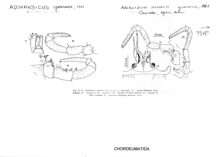 Adshardicus strasseri