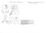 Agaricogonopus acrotrifoliolatus