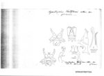 Agastrophus voeltzkowi