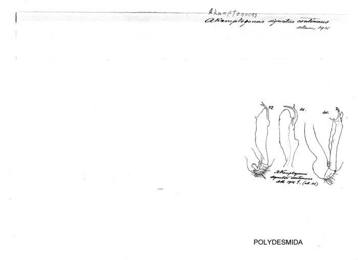 Akamptogonus signatus continuus