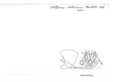 Alloporus rhodesianus, author: Henry W. Bremann, Henri Ribaut, Maria Prin, Jean-Paul Mauri et al. (1890-1999): Bremann iconographic file & successors