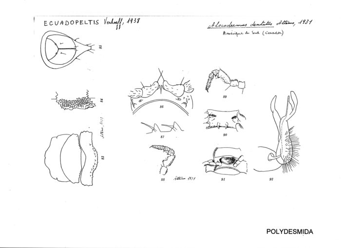 Alocodesmus dentatus