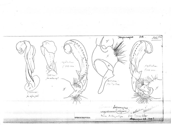 Amurus drepanopus