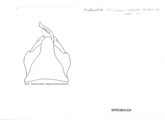 Anadenobolus mediator, author: Henry W. Bremann, Henri Ribaut, Maria Prin, Jean-Paul Mauri et al. (1890-1999): Bremann iconographic file & successors