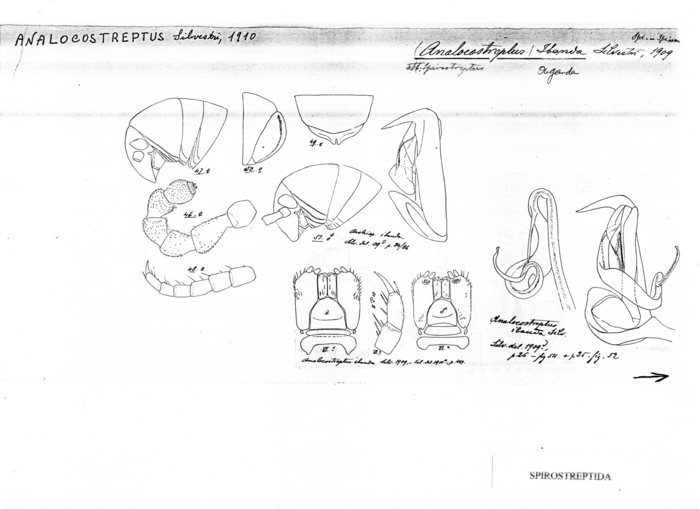 Analocostreptus ibanda