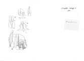 Anaulaciulus simplex, author: Henry W. Bremann, Henri Ribaut, Maria Prin, Jean-Paul Mauri et al. (1890-1999): Bremann iconographic file & successors
