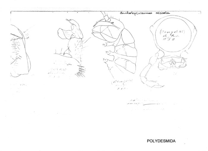 Ancholeptodesmus alticola