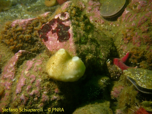 Porifera ind 1 Porifera ind 1
