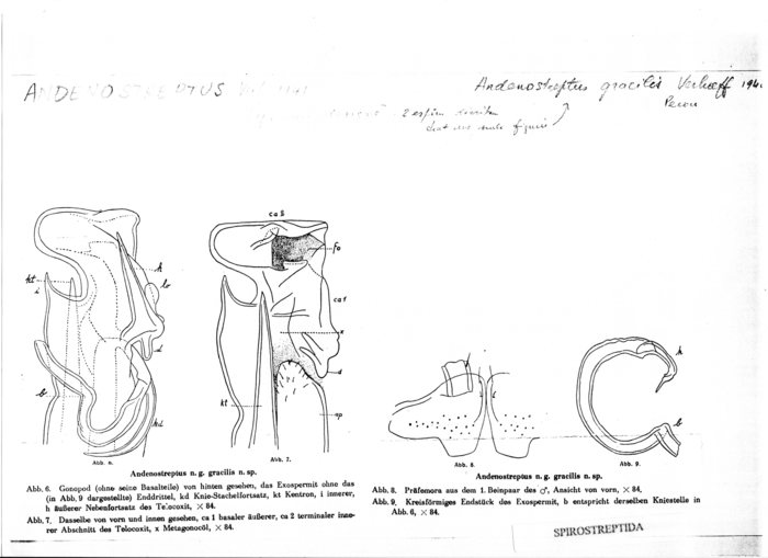 Andenostreptus gracilis