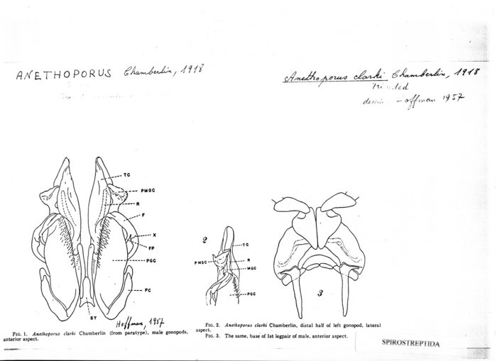 Anethoporus clarki