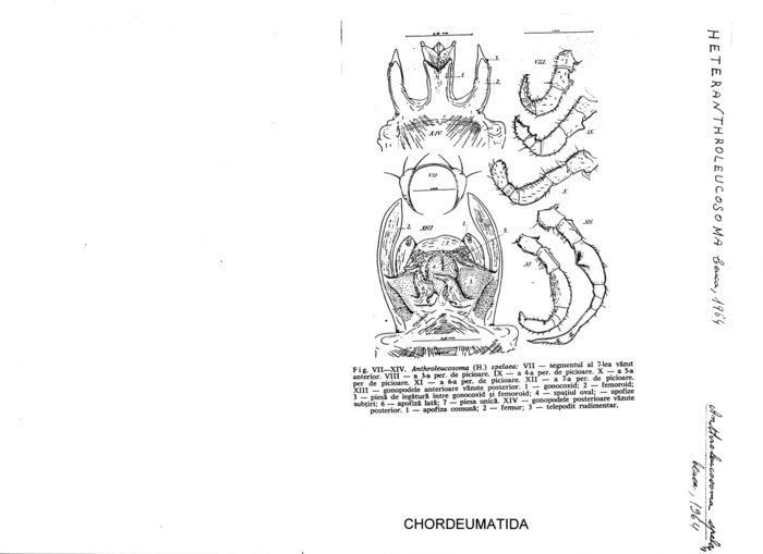 Anthroleucosoma spelaea