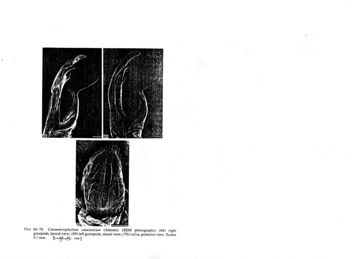 Anuroleptophyllum caucasicum