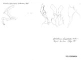 Aphelidesmus hermaphroditus, author: Henry W. Bremann, Henri Ribaut, Maria Prin, Jean-Paul Mauri et al. (1890-1999): Bremann iconographic file & successors