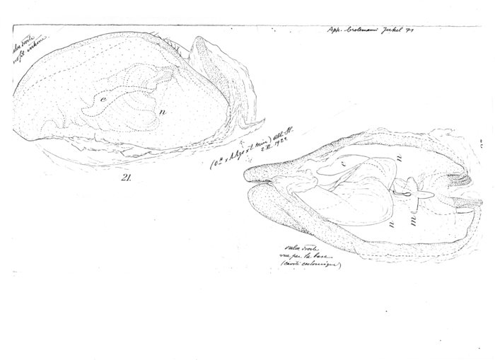 Aphistogoniulus brolemanni