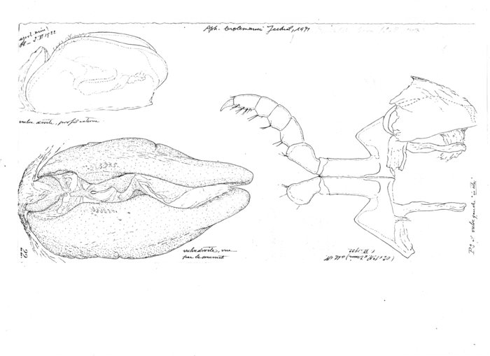 Aphistogoniulus brolemanni