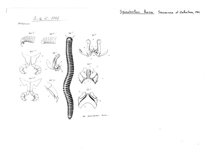 Aphistogoniulus hova