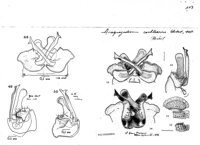 Araguayadesmus cochlearius