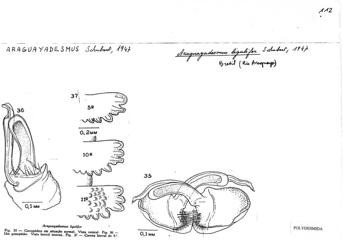 Araguayadesmus ligulifer