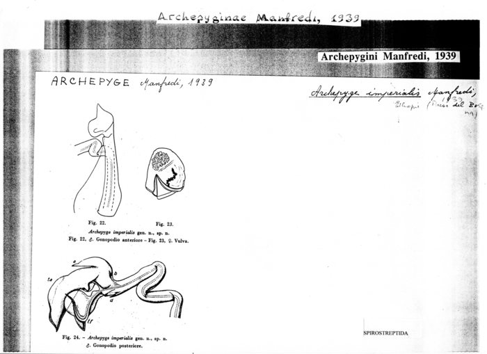 Archepyge imperialis