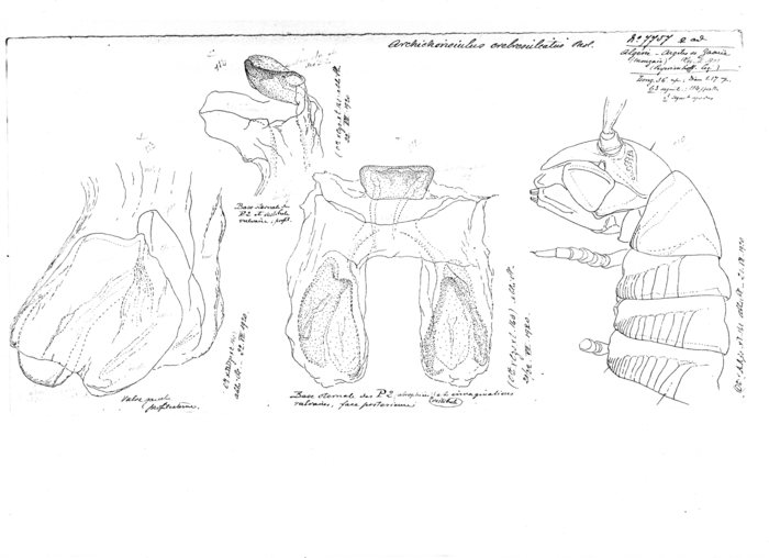 Archichoneiulus crebresulcatus