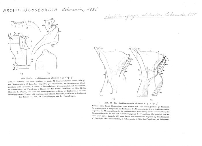 Archileucogeorgia abchasica