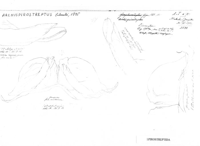 Archispirostreptus gigas