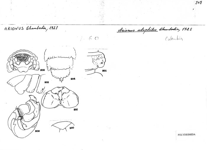 Arionus ulophilus