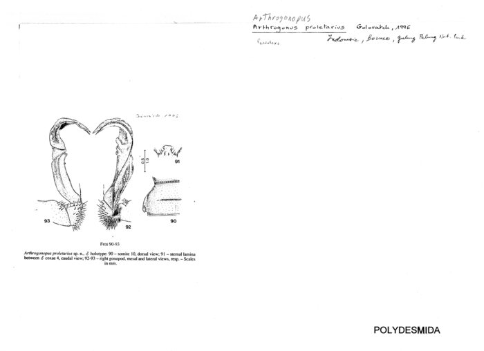 Arthrogonopus proletarius