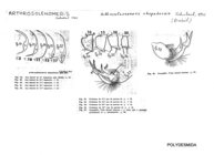 Arthrosolaenomeris chapadensis