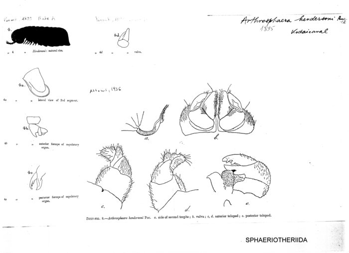 Arthrosphaera hendersoni