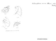 Arthrosphaera severa