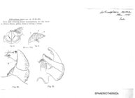 Arthrosphaera severa