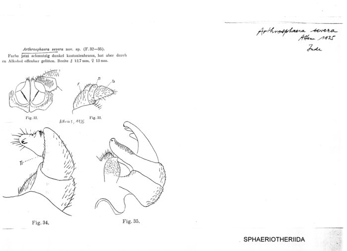 Arthrosphaera severa