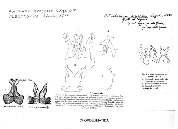 Atractosoma angustum