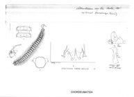 Atractosoma confine