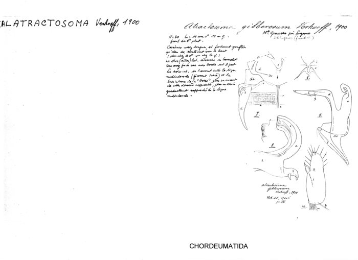 Atractosoma gibberosum