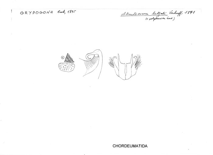 Atractosoma latzeli