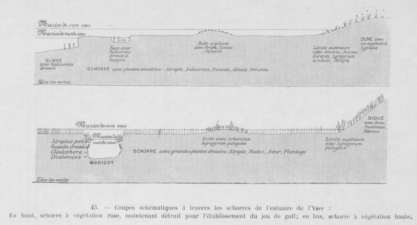 Massart (1913, fig. 45)