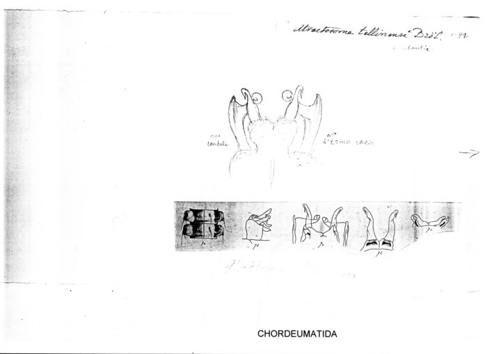 Atractosoma tellinense