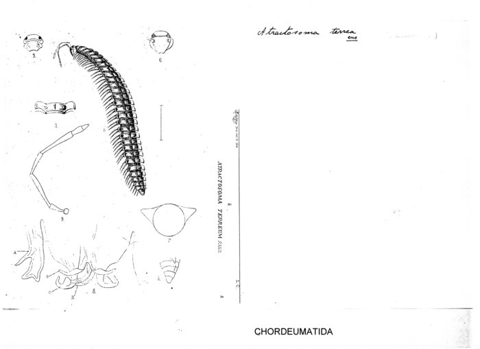 Atractosoma terrea