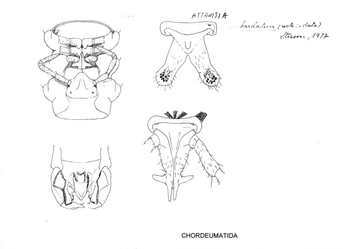 Attemsia alabardata