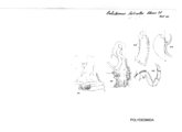 Aulodesmus laticollis, author: Henry W. Bremann, Henri Ribaut, Maria Prin, Jean-Paul Mauri et al. (1890-1999): Bremann iconographic file & successors