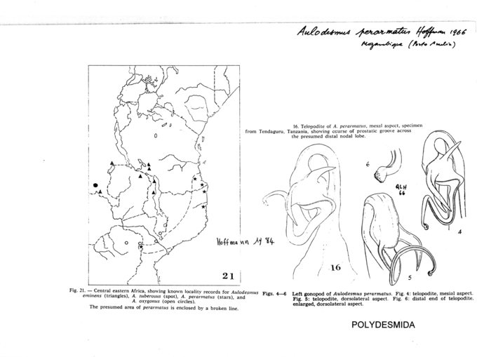 Aulodesmus perarmatus