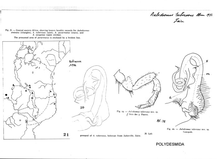 Aulodesmus tuberosus