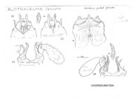 Australeuma jeekeli