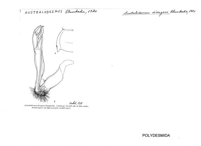 Australodesmus divergens