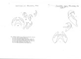Auxobolus ergus, author: Henry W. Bremann, Henri Ribaut, Maria Prin, Jean-Paul Mauri et al. (1890-1999): Bremann iconographic file & successors