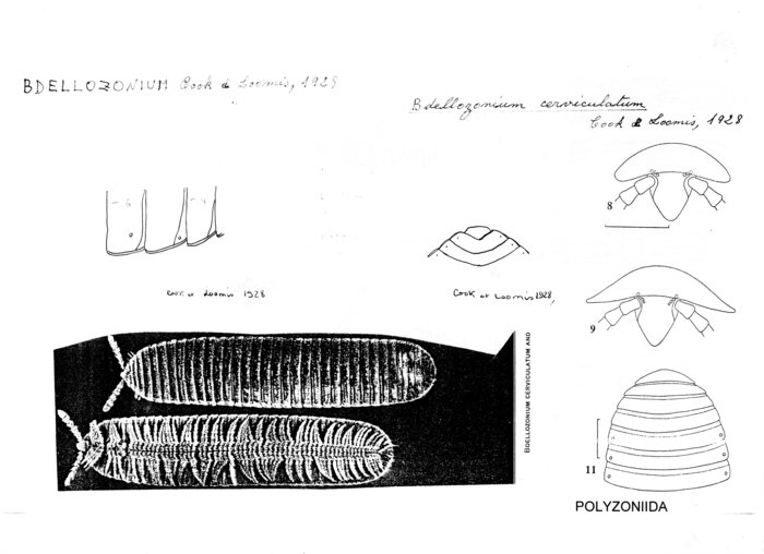 Bdellozonium cerviculatum